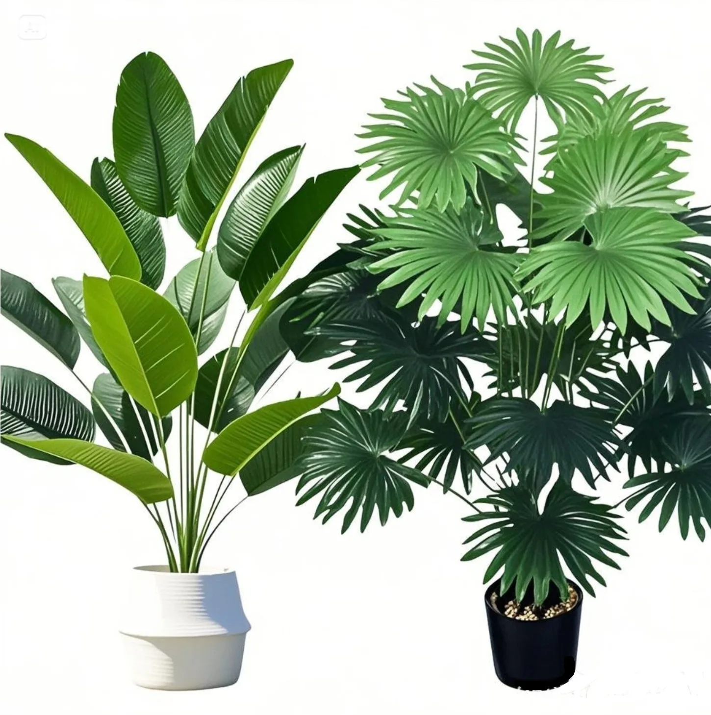No image